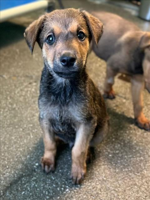 adoptable Dog in Woodland, CA named *SUNDANCE