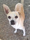 adoptable Dog in woodland, CA named *CREME BRULEE