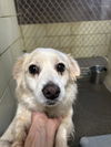 adoptable Dog in ,  named *BABE