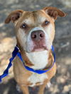 adoptable Dog in  named ROCKY