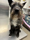 adoptable Dog in woodland, CA named ROSCO (NICKEL)