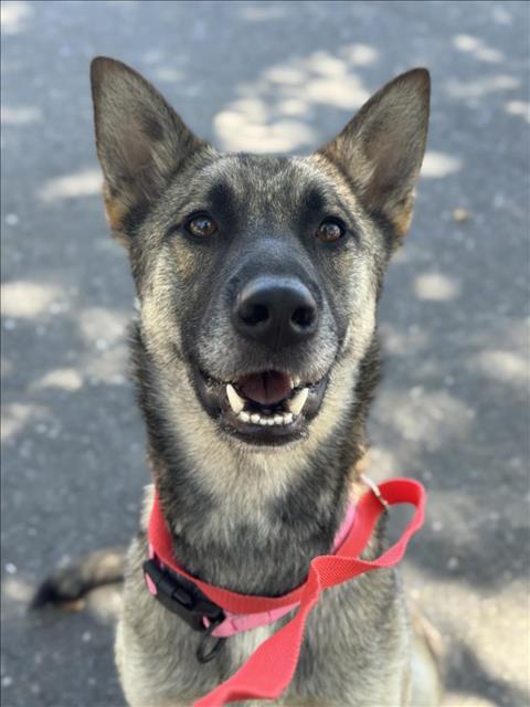 adoptable Dog in Woodland, CA named CHLOE