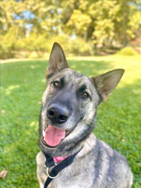 adoptable Dog in Woodland, CA named CHLOE