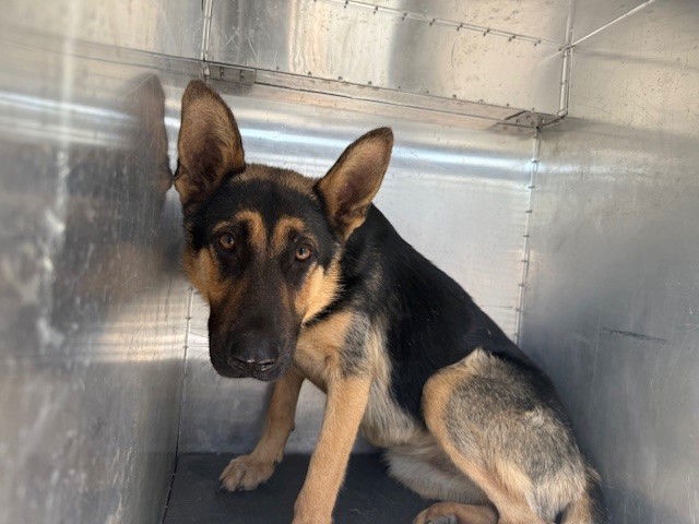adoptable Dog in Woodland, CA named *CLEMENTINE