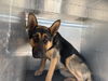 adoptable Dog in  named *CLEMENTINE
