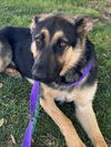 adoptable Dog in  named *CLEMENTINE