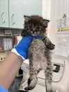 adoptable Cat in  named A215970