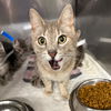 adoptable Cat in woodland, CA named *DUCHESS