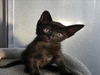 adoptable Cat in woodland, CA named *FOREST