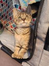 adoptable Cat in woodland, CA named *GINEVRA