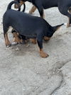 adoptable Dog in  named no name listed