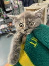 adoptable Cat in  named *NOVA
