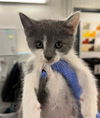adoptable Cat in  named *RAT