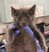 adoptable Cat in  named *MARCUS