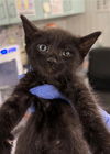 adoptable Cat in  named *SQUIRT