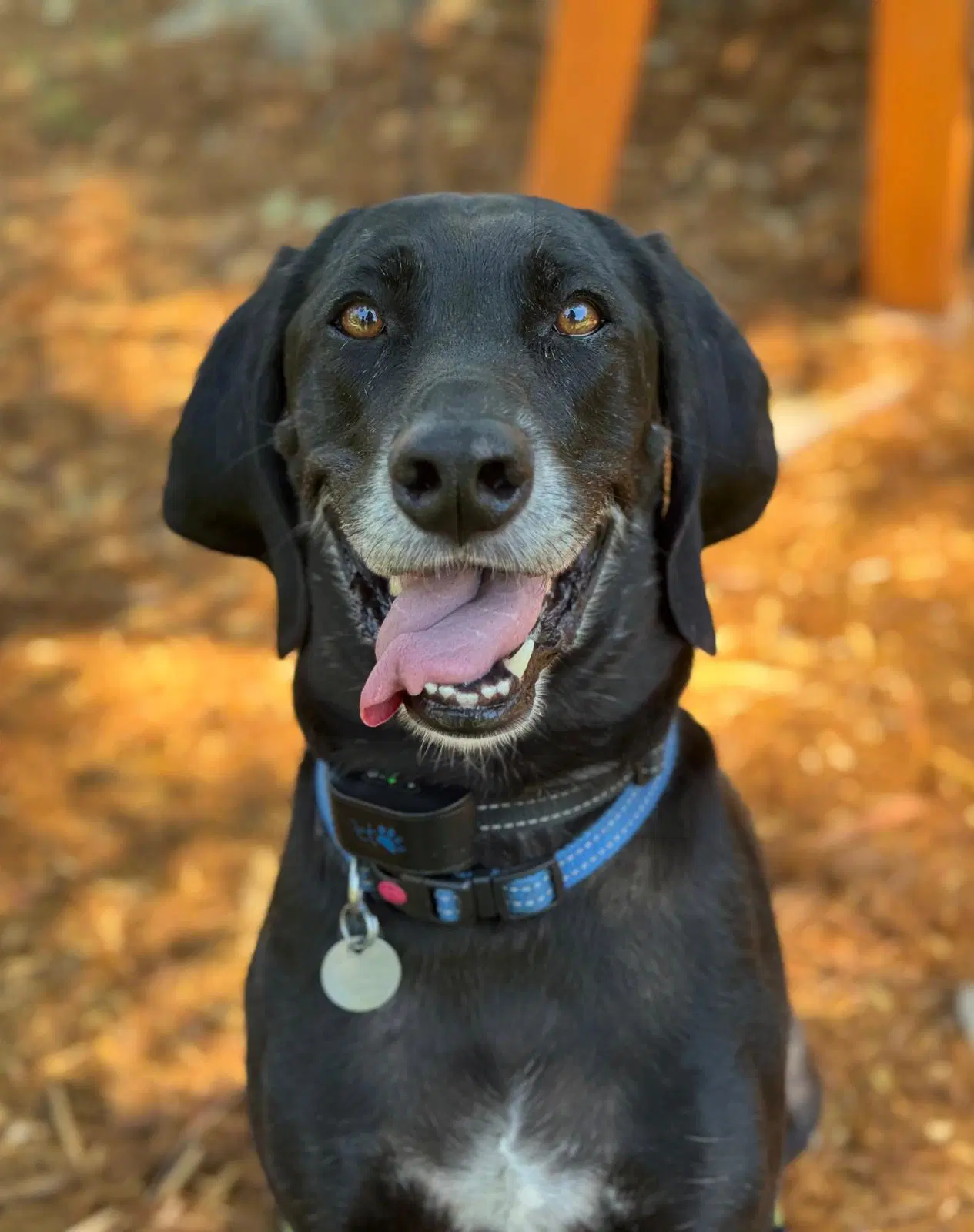 Piperoni - hound mix