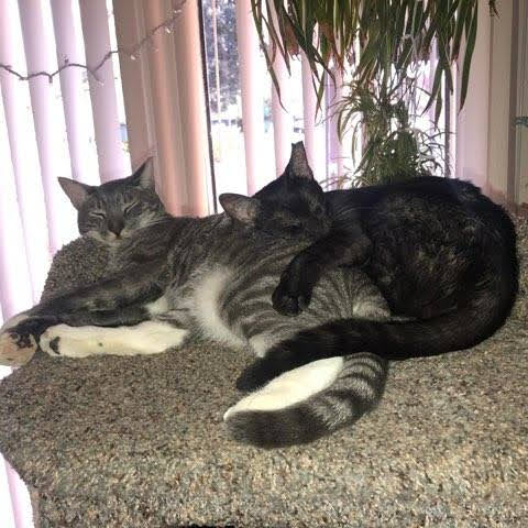 YOSSI - Domestic Short Hair available for adoption