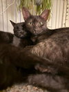 Lilah - Photo 1