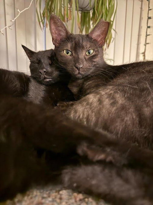 LILAH - Domestic Short Hair available for adoption