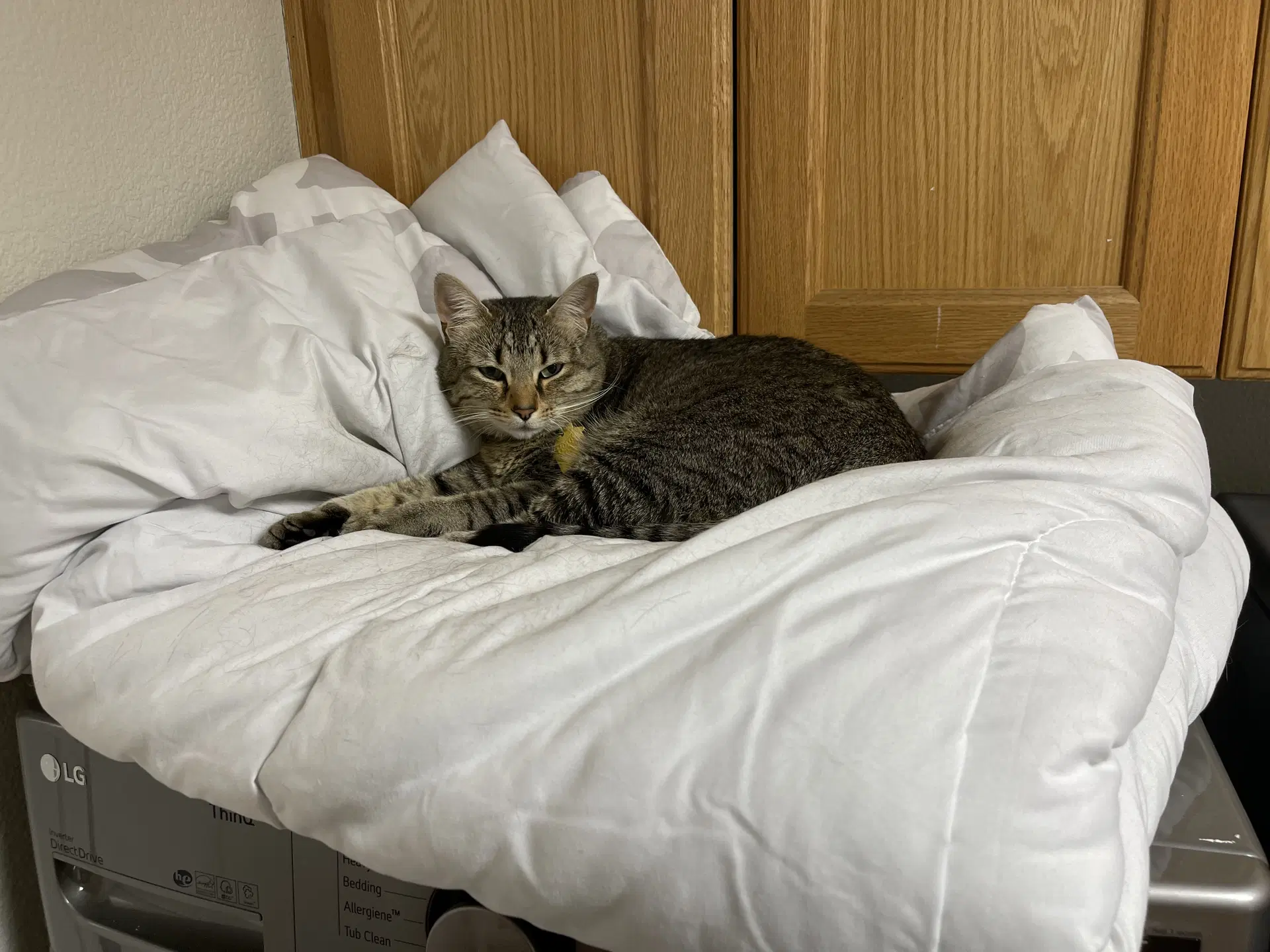 Penny Aka Princess Penelope - Domestic Short Hair