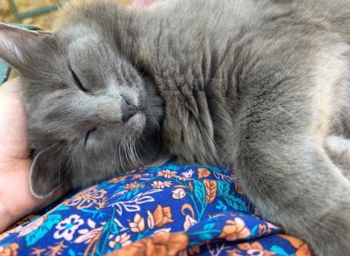 VIVO - Domestic Medium Hair / Russian Blue available for adoption