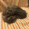 Apple - Photo 3