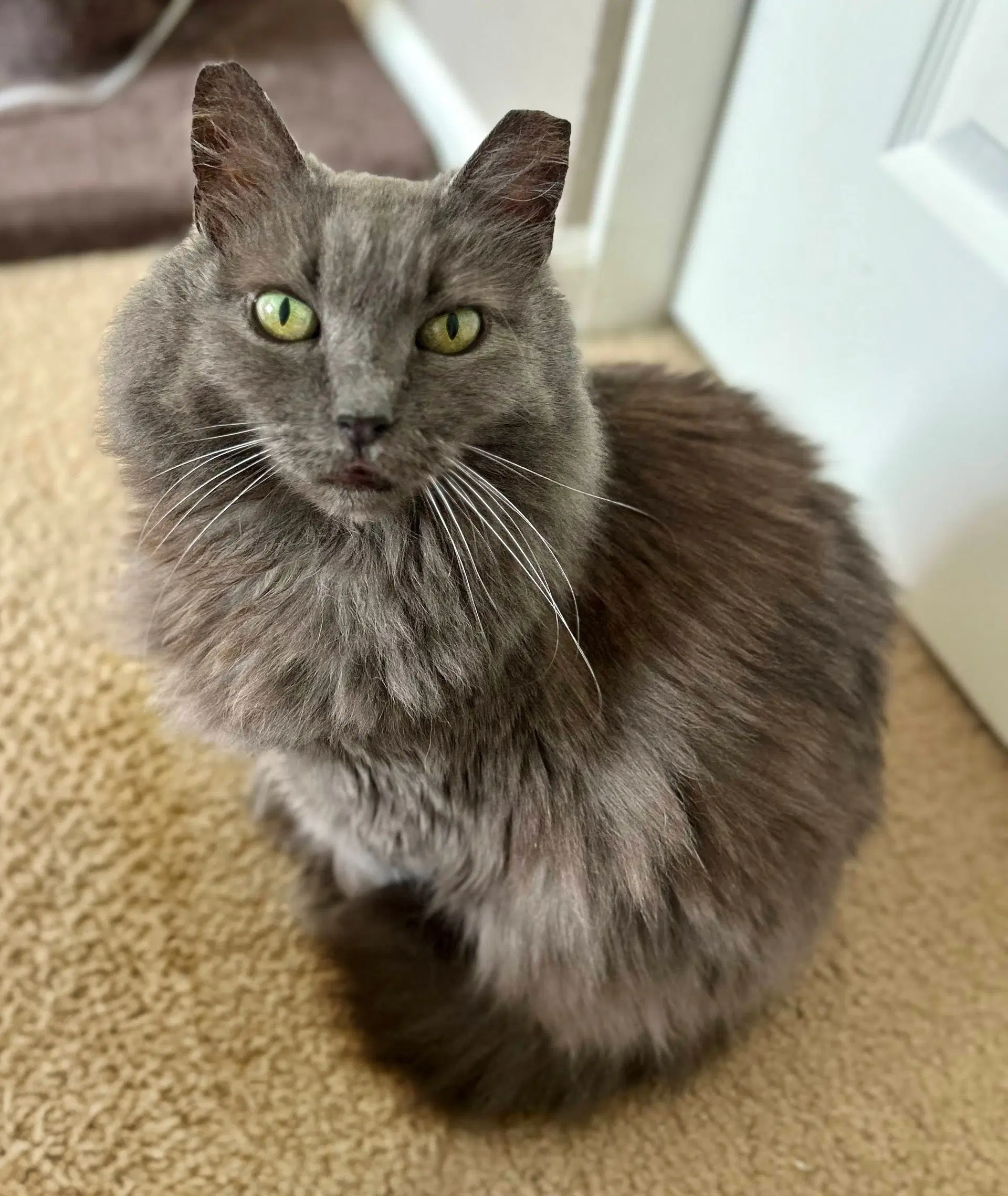 Apple - Domestic Long Hair