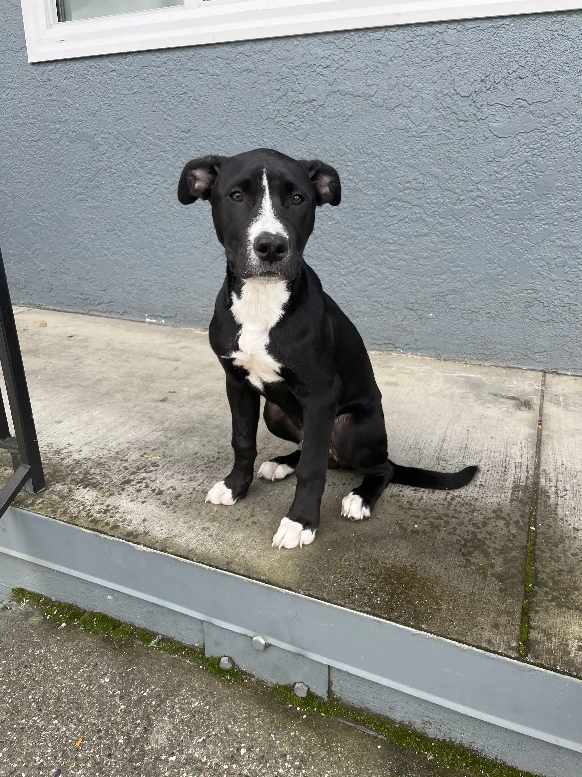 Oreo - American Terrier