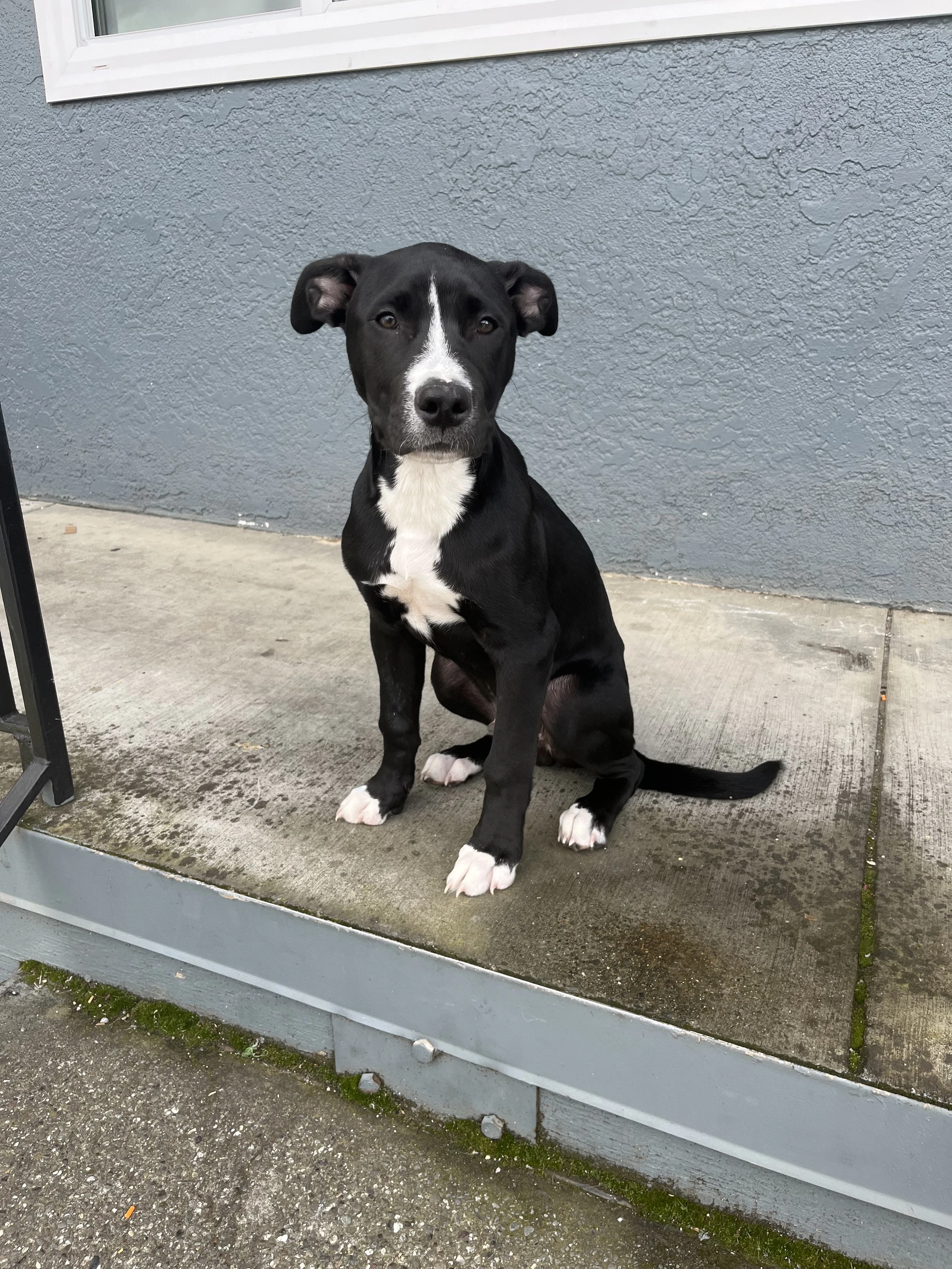 Oreo