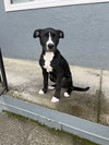 Oreo - Photo 1