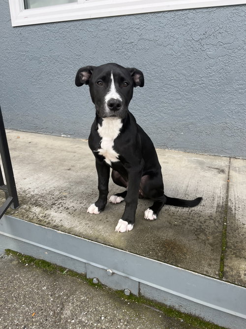 OREO - American Pit Bull Terrier available for adoption
