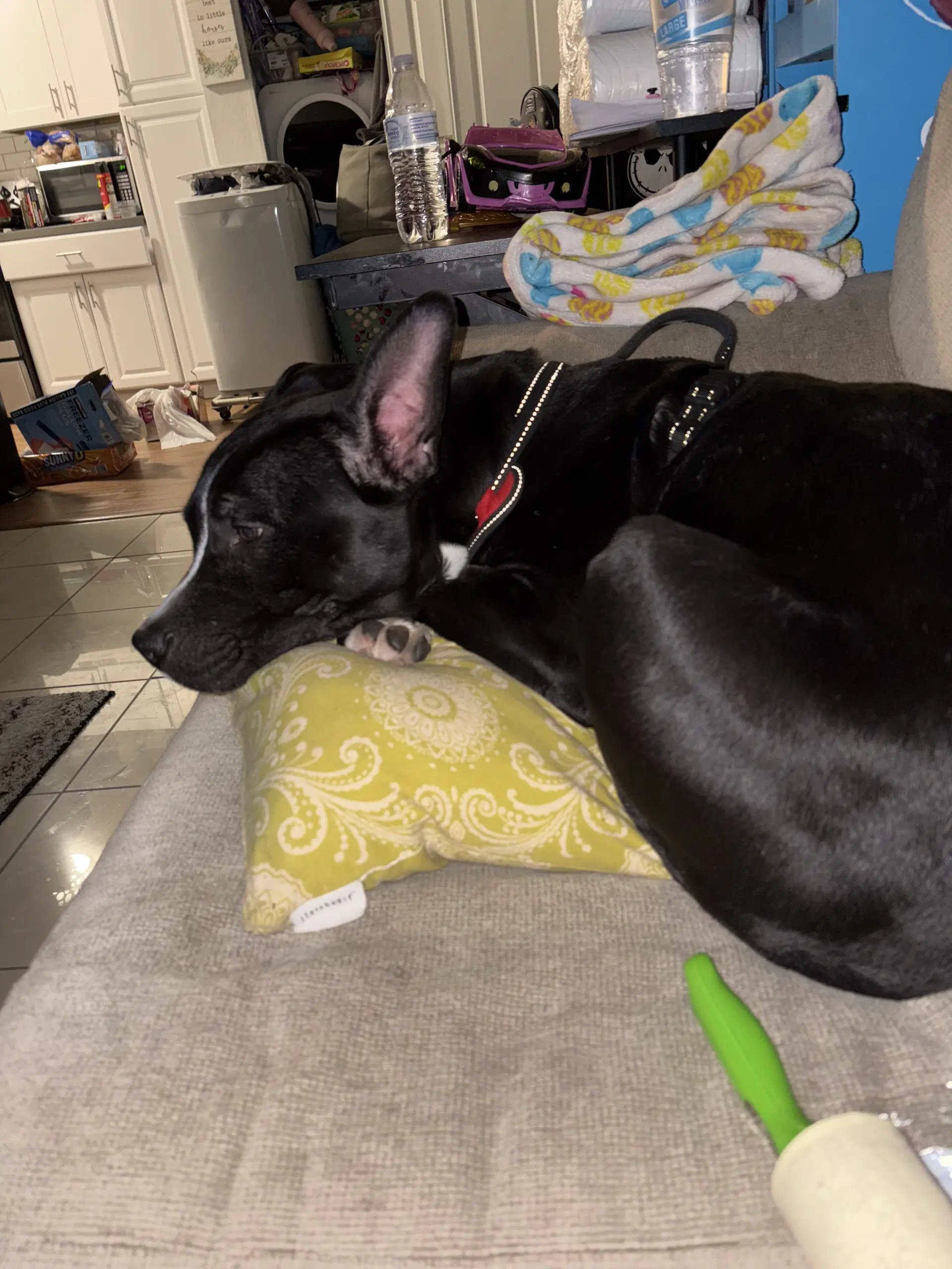 Oreo image 2