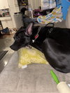 Oreo - Photo 2