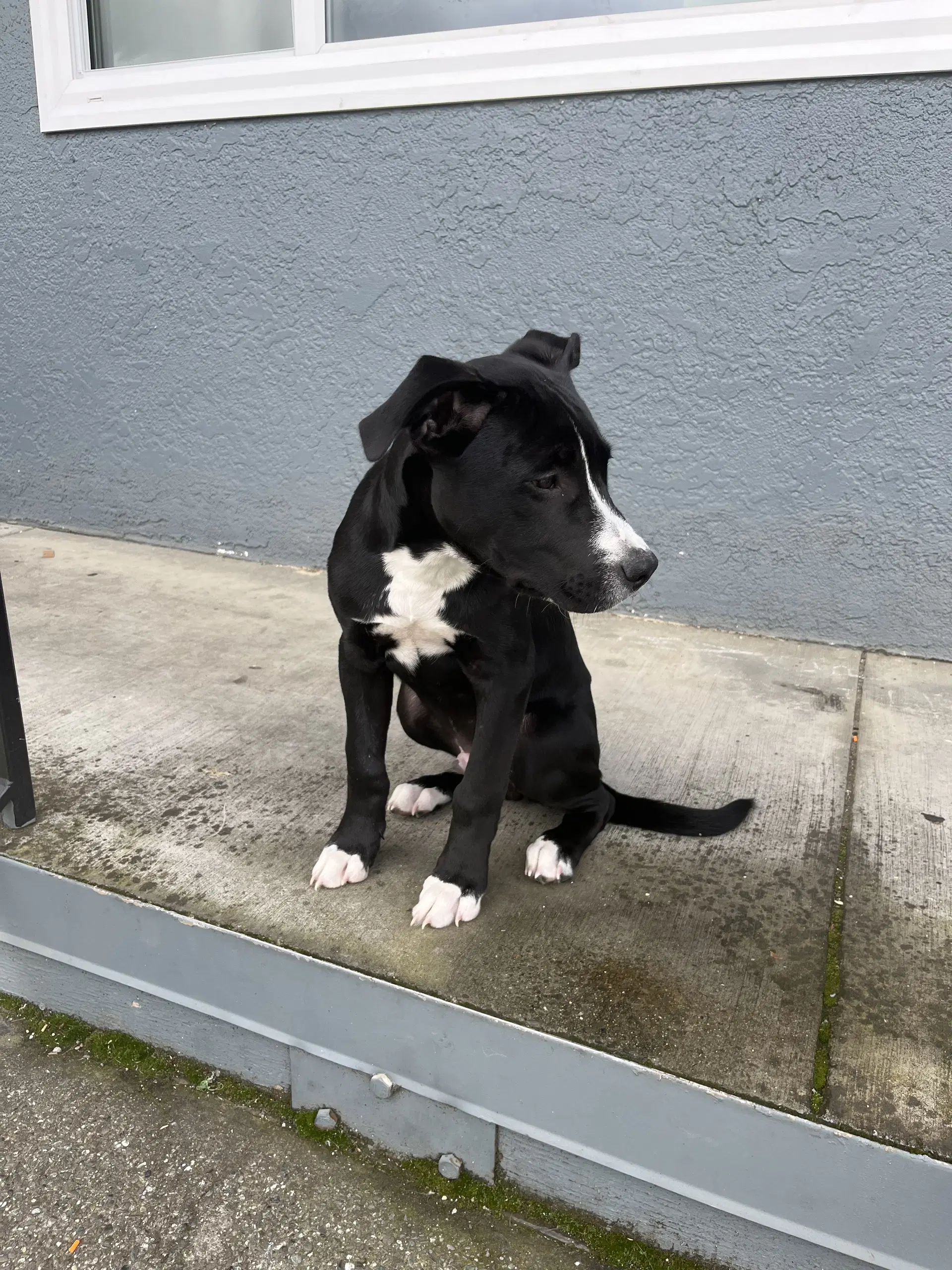 Oreo image 3