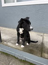 Oreo - Photo 3