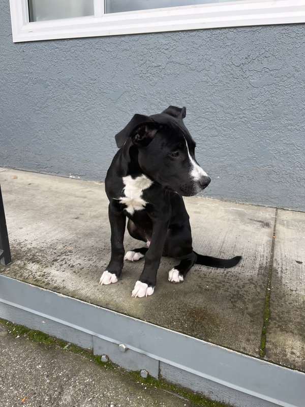 Oreo