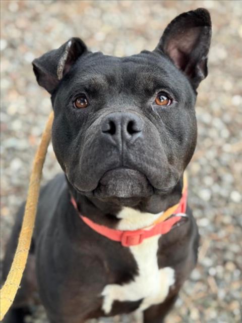 *JICAMA - Pit Bull Terrier available for adoption