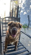 Lily - Photo 1