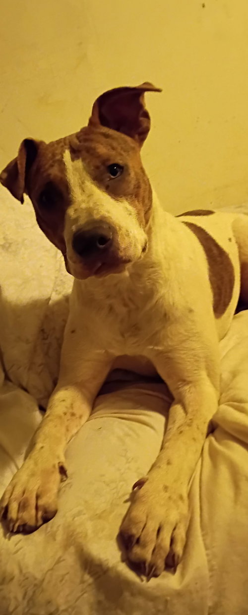 SASSY/TINY - Pit Bull Terrier available for adoption