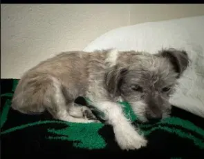 Sandi image 2