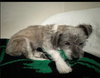Sandi - Photo 2