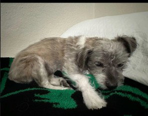 SANDI - Terrier available for adoption