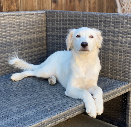 LOU - Border Collie / Terrier available for adoption
