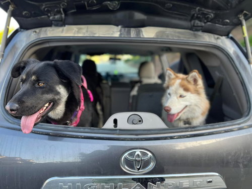 VEGAS AND SAFARI - German Shepherd Dog / Siberian Husky available for adoption