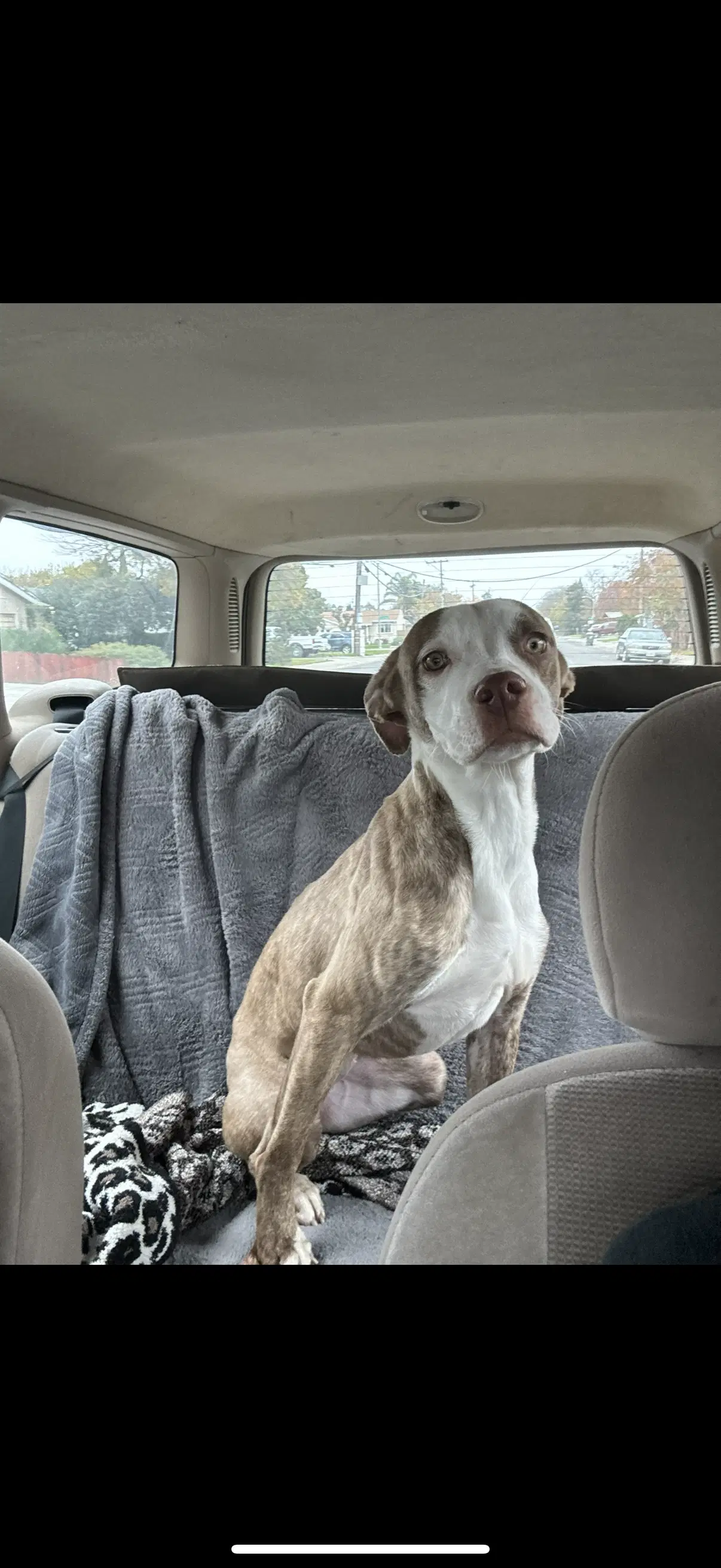 Canel - Pit Bully
