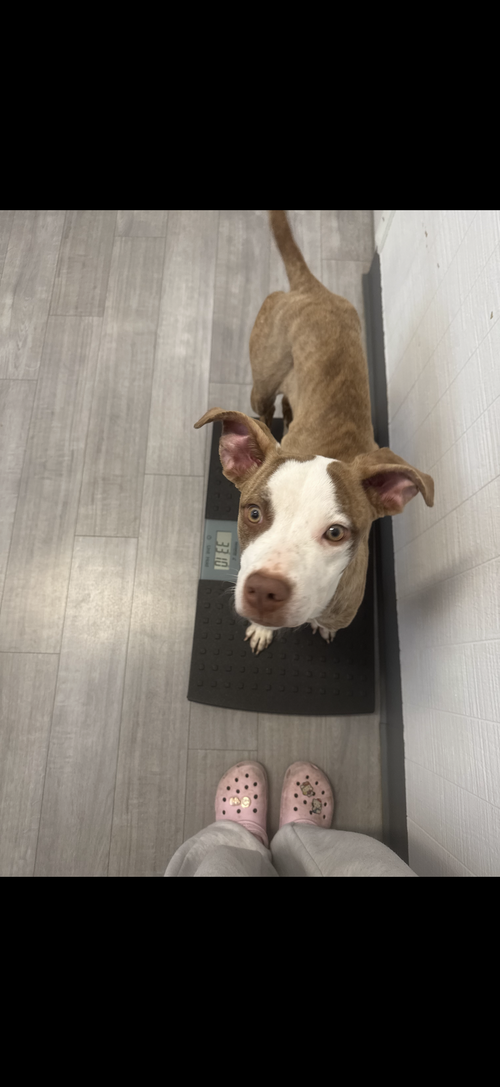CANEL - American Staffordshire Terrier / Pit Bull Terrier available for adoption