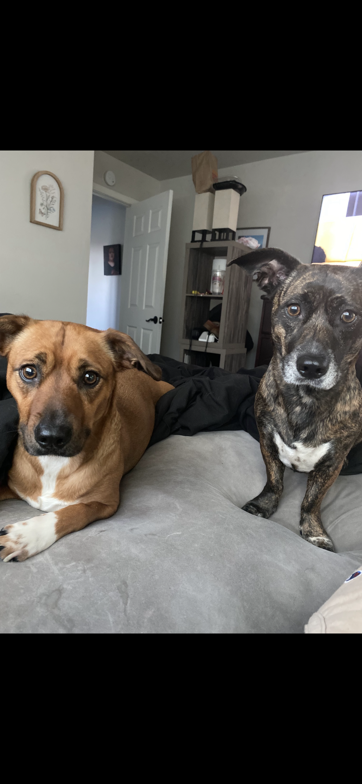 lilo Image