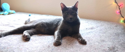 OLIVER - Domestic Short Hair available for adoption