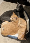 Oliver - Photo 2