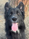 *DANTE - Photo 1